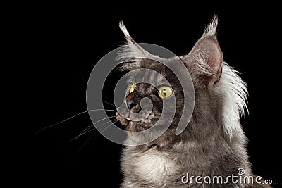 Close-up Funny Maine Coon Cat Surprised, show tongue, Isolated Black Stock Photo