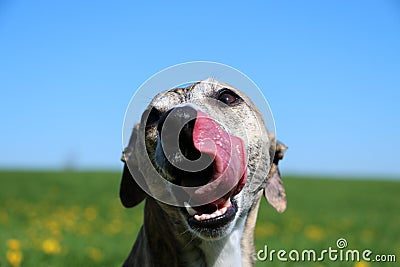 Close up of a funny whippet with tonge out in the garden Stock Photo