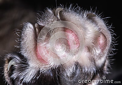 Cat Paw With Pads And Sharp Claws Stock Photo