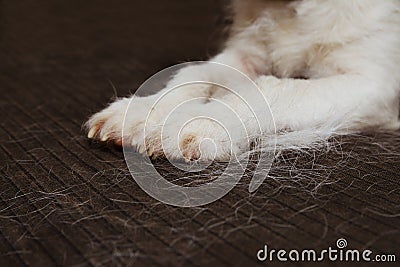 CLOSE-UP FURRY JACK RUSSELL DOG, SHEDDING HAIR DURING MOLT SEASON ON SOFA Stock Photo