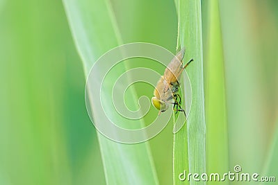 Gadfly Stock Photo