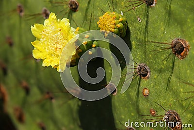 Close-up of Galapagos prickly pear flower on Rabida Island, Gala Stock Photo