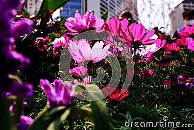 Close up of Garden Cosmos in the garden with sunlight. Pink and red garden cosmos flowers blooming Background. Stock Photo