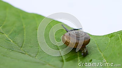 Garden snail or Land snail or Cornu aspersum or slugs crawling on a green leaf Stock Photo
