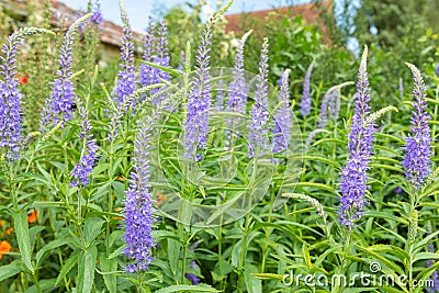 Garden speedwell veronica longifolia flowers Stock Photo