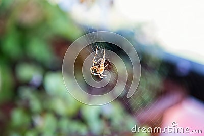 Close-up of garden spider weaving its web in the balcony Stock Photo