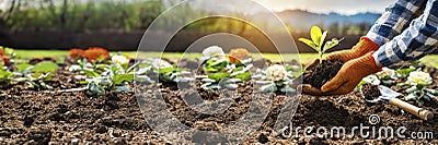 Close up of gardener hand planting young plant in fertile soil. Stock Photo