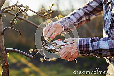 Close-up of a gardener pruning a fruit tree Stock Photo