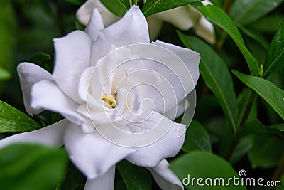 Close Up of a Gardenia Bush Flower Stock Photo