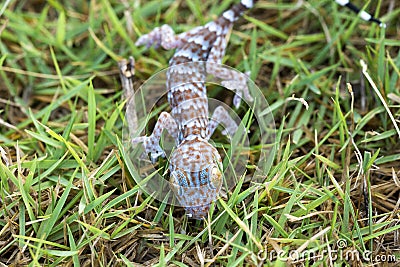 Close up gecko on lawn, many orange color dots spread on blue sk Stock Photo