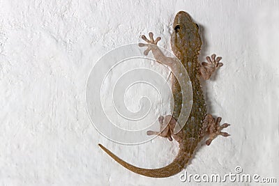 Flat lay of a gecko tarentola mauritanica on a white wall Stock Photo