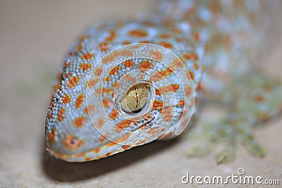 Close up of Gecko or Tropical asian geckos Gekko gecko Stock Photo