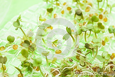 Close-up, genetically modified plants in the laboratory Stock Photo