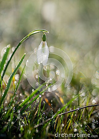 Close up of gentle fragile snowdrop galanthus isolated in the forest wilderness raindrops white flower Stock Photo