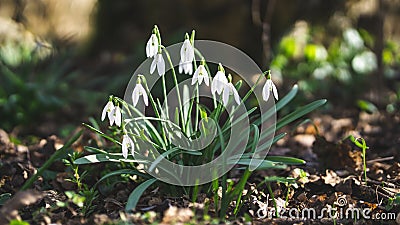 Close up of gentle fragile snowdrop galanthus isolated in the forest wilderness raindrops white flower Stock Photo