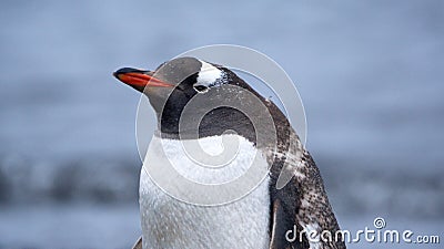 Close up of gentoo penguin in Antarctica Stock Photo