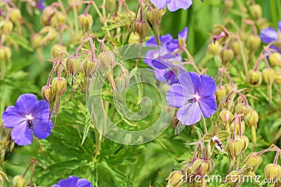 Geranium pratense, the meadow cranesbill or meadow geranium flowers Stock Photo