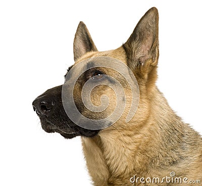 Close-up of German Shepherd, 9 years old Stock Photo