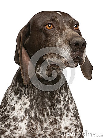 Close-up of German Shorthaired Pointer Stock Photo