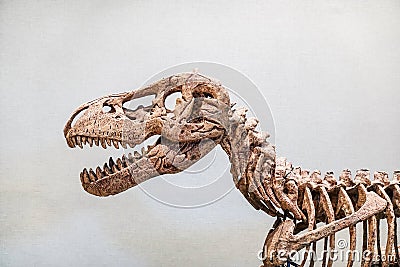 Close up of Giant Dinosaur or T-rex skeleton and copy space, Dinosaurs are a diverse group of reptiles of the clade Dinosauria. Editorial Stock Photo