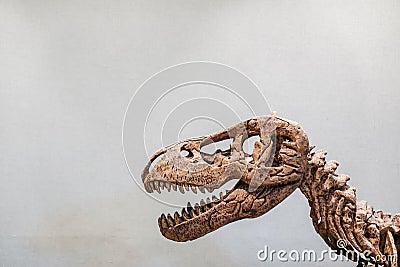 Close up of Giant Dinosaur or T-rex skeleton and copy space, Dinosaurs are a diverse group of reptiles of the clade Dinosauria. Editorial Stock Photo