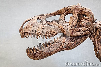 Close up of Giant Dinosaur or T-rex skeleton, Dinosaurs are a diverse group of reptiles of the clade Dinosauria. Editorial Stock Photo