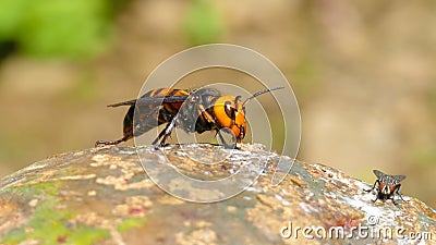 Close up of giant hornet Vespa mandarinia japonica Stock Photo