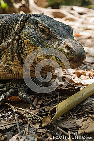 Close up giant lizard water monitor, varanus salvator Stock Photo