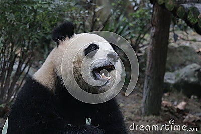 Giant Panda name Yuan Run Dujiangyan Panda Base,China Stock Photo