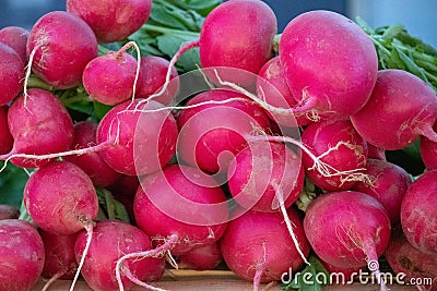 Eye-level view of bunches of freshly harvested red radishes Stock Photo
