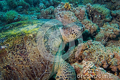 Close up of a giant turtle in the sea, red sea Stock Photo