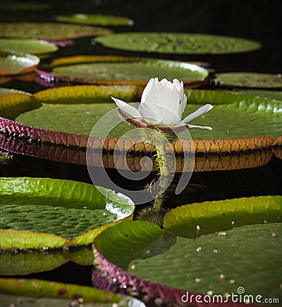 Close-up of Giant water lily Stock Photo