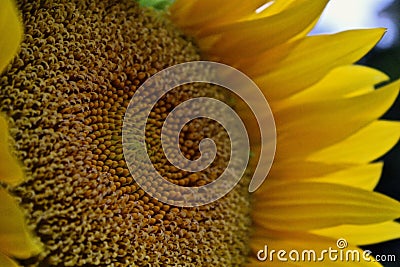 The Sunflower Stock Photo