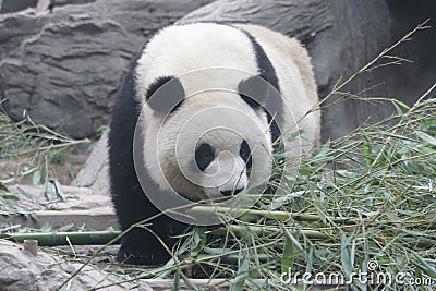 Close up Gianty Panda, Beijing, China Stock Photo