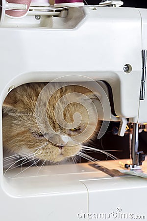 Close up ginger cat face sewing fabric with sewing machine Stock Photo