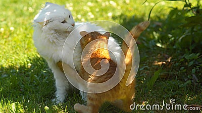 CLOSE UP: Ginger kitty plays with a larger cat with beautiful long white coat. Stock Photo