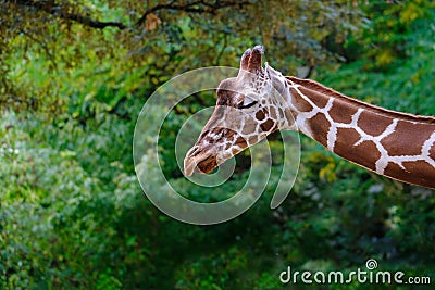 close-up of giraffe animal with long neck, Giraffa camelopardalis, brown spots on shiny skin, artiodactyl mammal from giraffidae Stock Photo