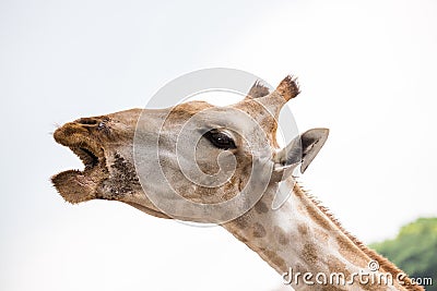 Close up giraffe face Stock Photo