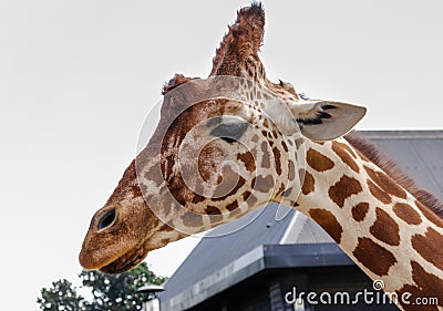 Close up of giraffes head and neck Stock Photo