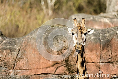 Close up of a giraffe with a stare and with a large rock behind her Stock Photo