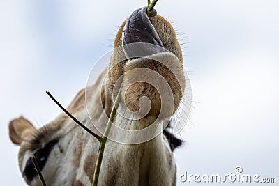 Close up of a Giraffes head eating with tongue wrapped around branch Stock Photo