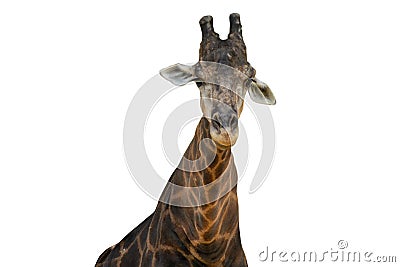 Close up of a giraffes isolated on white background - clipping paths Stock Photo