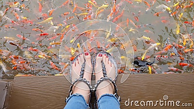 Close Up on Girl`s Feet Wearing Silver Sandals and Red Nails with Fancy Carp Swimming in The Pond Background Stock Photo