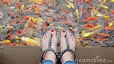 Close Up on Girl`s Feet Wearing Silver Sandals and Red Nails with Fancy Carp Swimming in The Pond Background Stock Photo