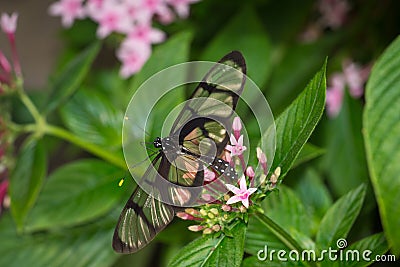 Close up of Glasswing butterfly, Greta oto Stock Photo