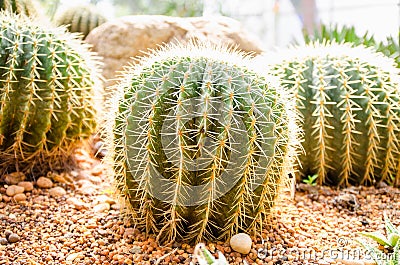 Close up of globe shaped cactus with long thorns Stock Photo