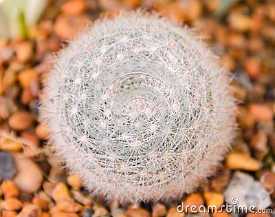 Close up of globe shaped cactus with long thorns Stock Photo