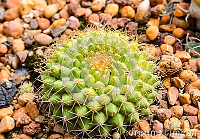 Close up of globe shaped cactus with long thorns Stock Photo