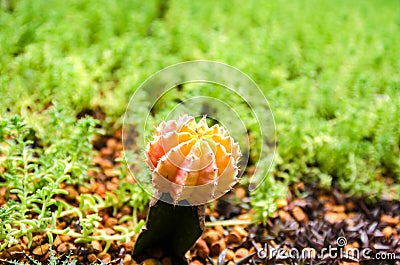 Close up of globe shaped cactus with long thorns Stock Photo