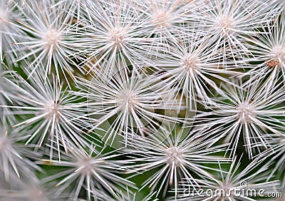 Close up of globe shaped cactus with long thorns Stock Photo